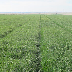 Figure 1.  Red Willow County winter wheat variety plot.