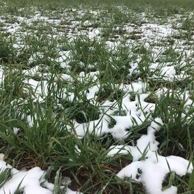 A snowy field with grass