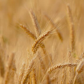 Mature wheat field