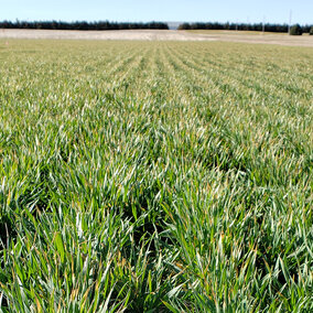 Wheat field