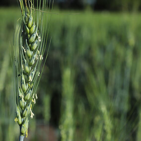 Green wheat field