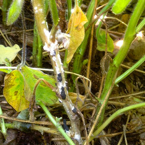 White mold on soybean