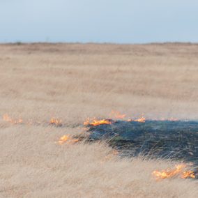 Wildfire spreads across open pasture