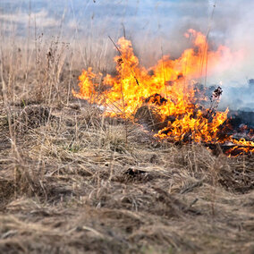 Wildfire in pasture