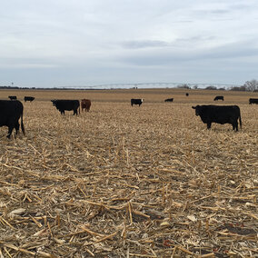 Figure 1. Grazing cover crops planted after corn harvest can be a win-win situation for both crop and livestock producers. An April 4 Nebraska Extension field day will explore some of the challenges and opportunities and showcase recent university research on implementing the system in eastern Nebraska.
