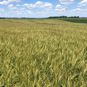 Eastern Nebraska wheat field that yielded more than 110 bu/ac.