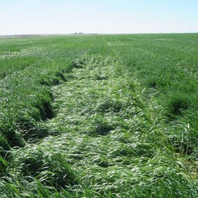 Wheat variety trials exhibiting difference levels of storm damage