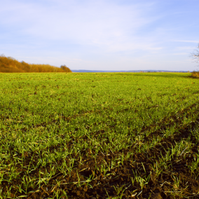 Winter wheat seedlings in field during autumn