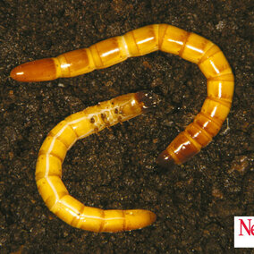 Photo of wireworms