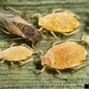 Yellow sugarcane aphid. (Photo by Patrick Porter, Texas Cooperative Extension, Bugwood.org) 