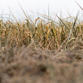 Low-angle view of drought-stressed winter wheat with dry, brown leaves and sparse green growth in a field.