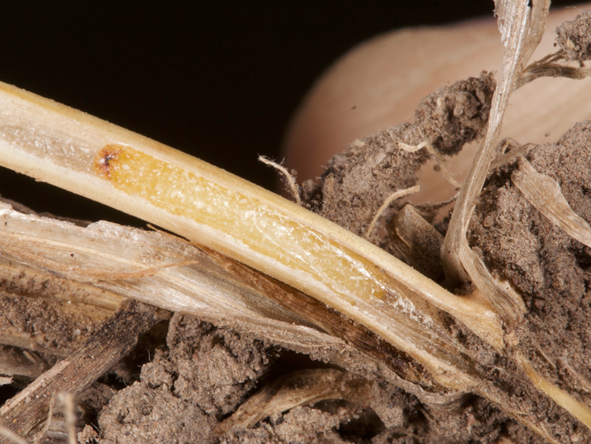 larvae inside wheat stem