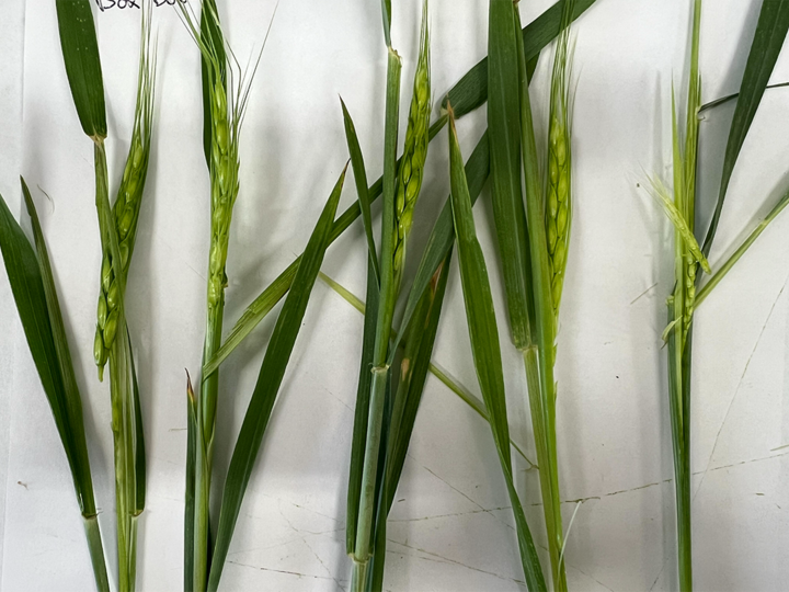 Green wheat plants with slender leaves and developing grains on stems against a white background.