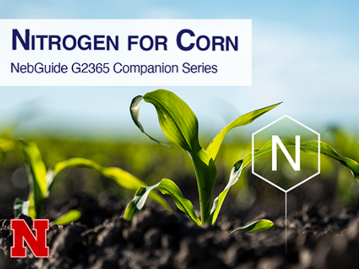 Nitrogen for corn banner image with red N