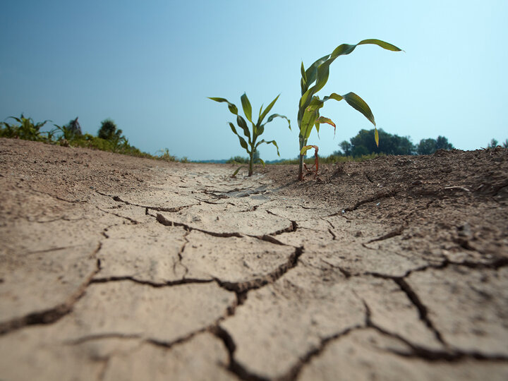 corn in droughty soil