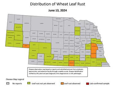 wheat leaf rust map 2024