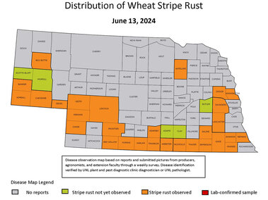 wheat stripe rust map 2024