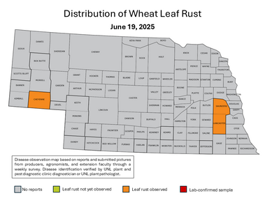 map of Nebraska with counties affected by stripe rust highlighted in orage