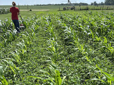 Woman standing in field of lush, green clover and corn