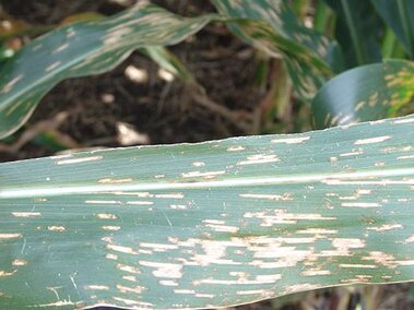 gray leaf spot on corn leaf