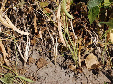 white mold on dry beans