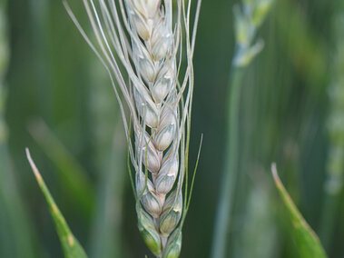 fusarium head blight on wheat 