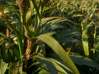 sorghum field