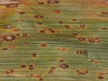 southern rust on corn leaf