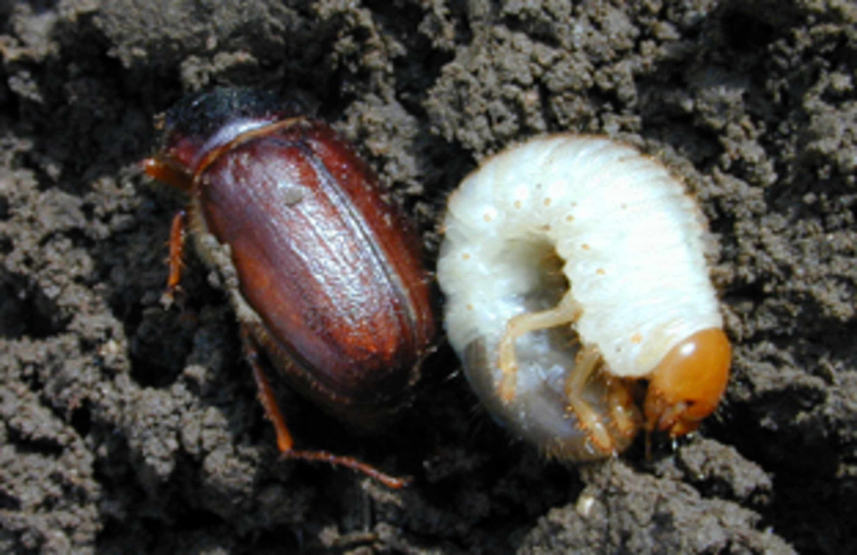 Scout Corn: High Insect Numbers Can Overwhelm Even the Best Defenses ...
