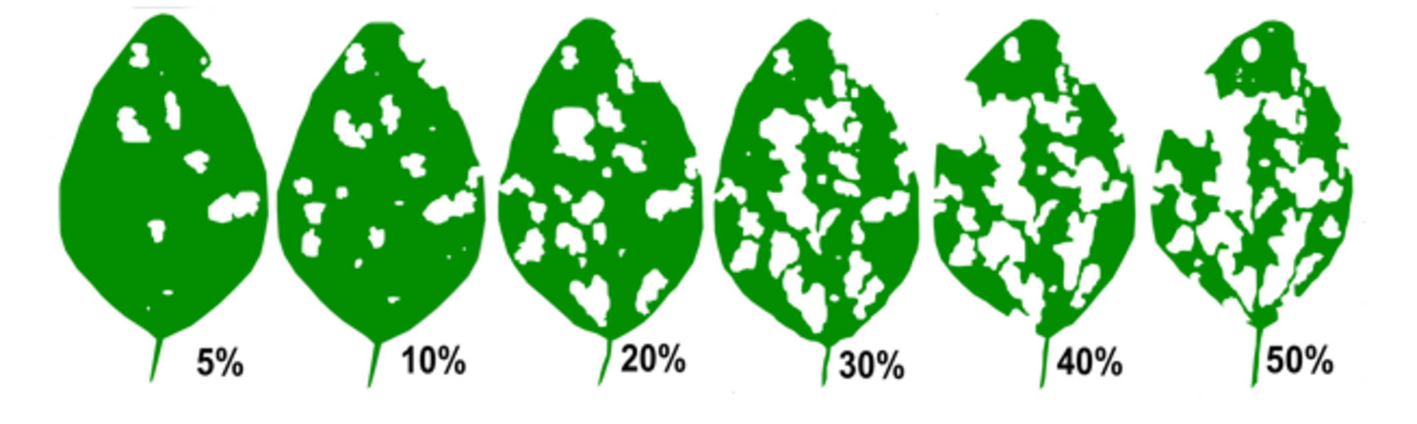 Decision Making for Soybean Defoliating Insects | CropWatch | Nebraska