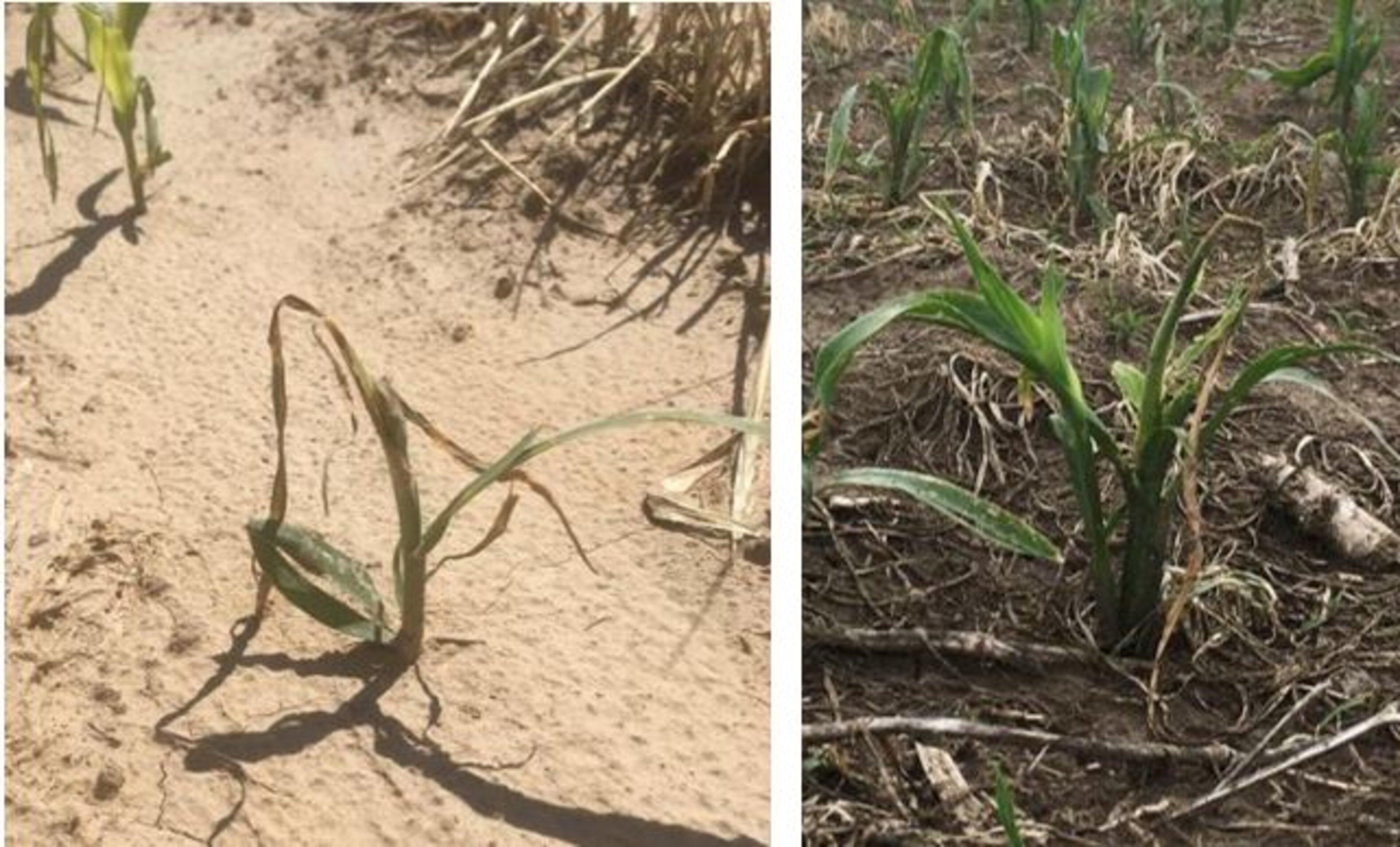 Insects in Cover Crops | CropWatch | Nebraska