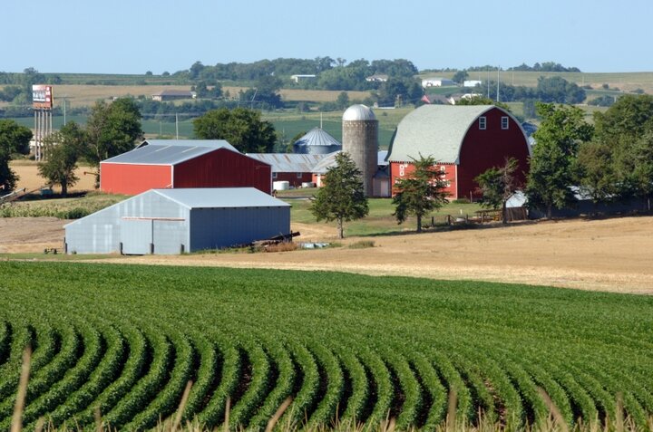 Corn field with a farmstead in the background