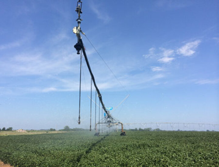 Soybeans under irrigation