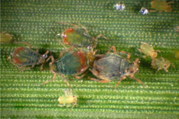 Bird oat aphid