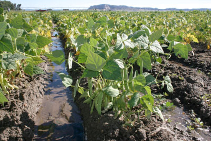 Nebraska dry bean field