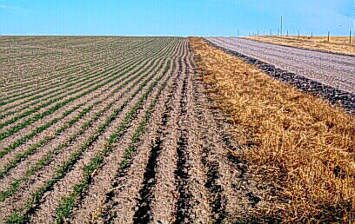 Grasshopper damage