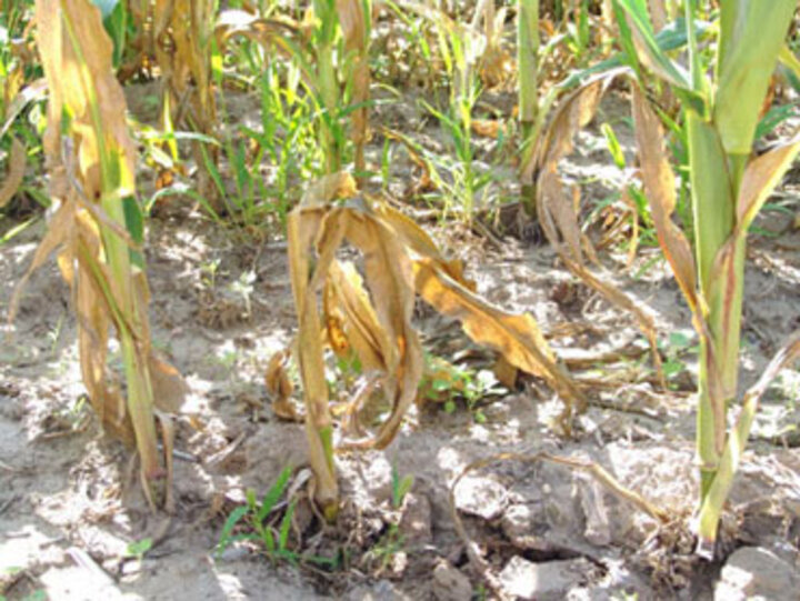 Goss's bacterial wilt damage