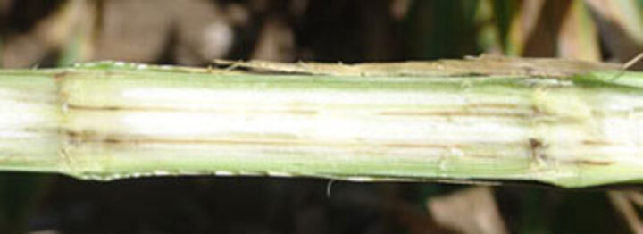 Infected corn stalk