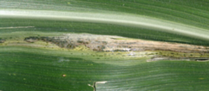 Goss's Wilt