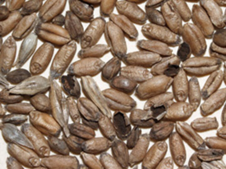 Common bunt