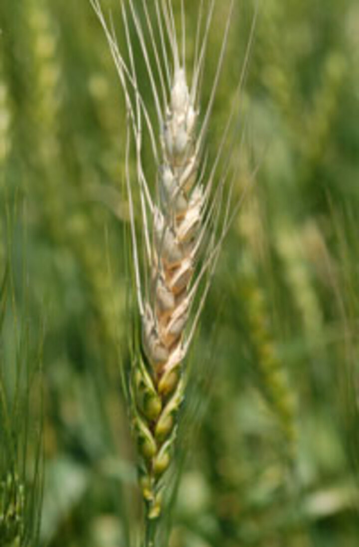 Fusarium head blight