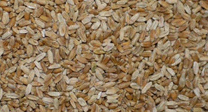 Scabby wheat