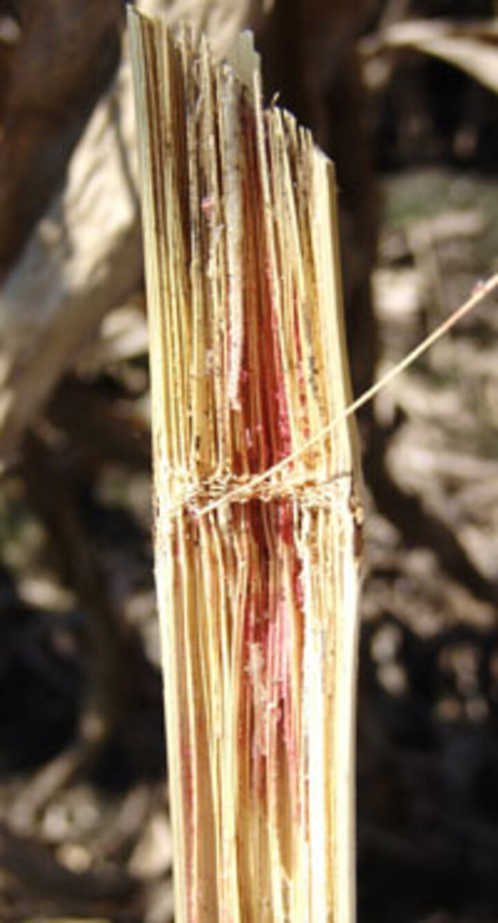 Fusarium stalk rot of corn