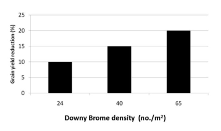 Effect of downy brome on grain yield