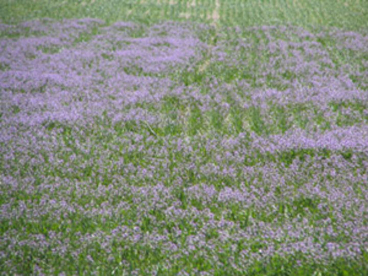 Blue mustard in wheat