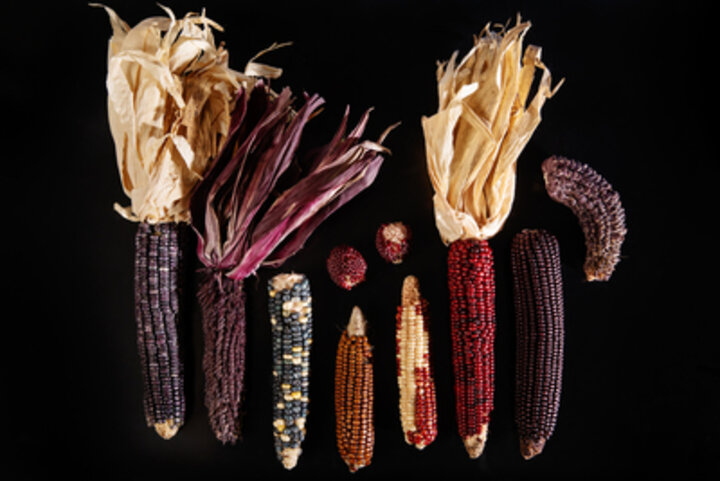 The pericarp of purple corn kernels is loaded with healthy anthocyanins and could provide manufacturers with a natural form of pigments for foods and beverages