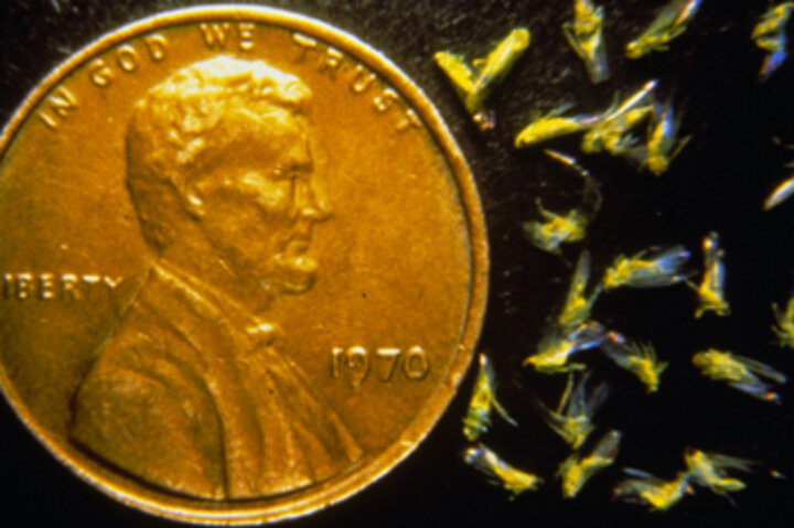 Potato leafhoppers