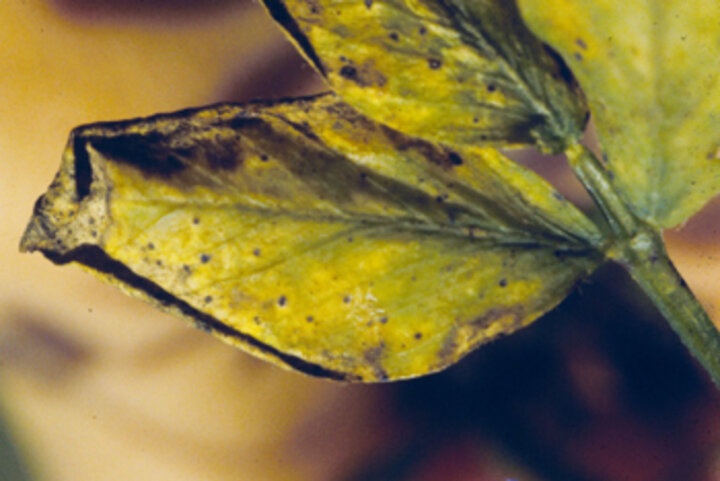 Leaf damage