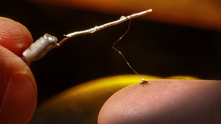 aphid connected to wire