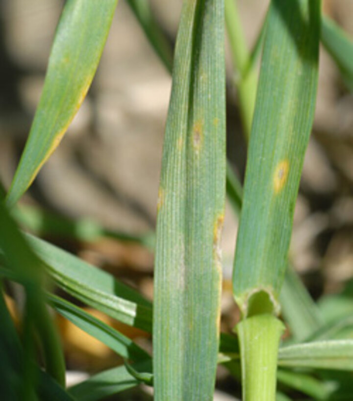 Tan spot lesions on wheat leaves